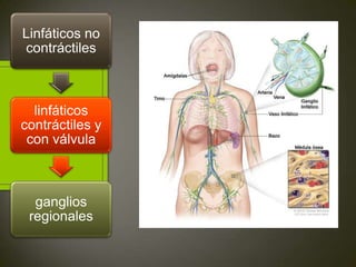Linfangitis Reticular Lipedema, linfangitis, linfedema | PPTX