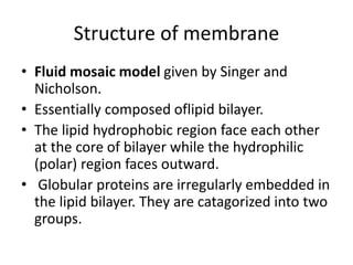 Structure of membrane
• Fluid mosaic model given by Singer and
Nicholson.
• Essentially composed oflipid bilayer.
• The lipid hydrophobic region face each other
at the core of bilayer while the hydrophilic
(polar) region faces outward.
• Globular proteins are irregularly embedded in
the lipid bilayer. They are catagorized into two
groups.
 