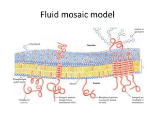 Fluid mosaic model
 