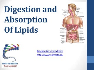 Digestion and
Absorption
Of Lipids

        Biochemistry For Medics
        http://www.namrata.co/
 