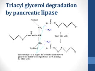 Triacyl glycerol degradation
by pancreatic lipase
 
