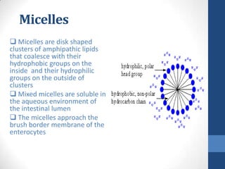 Micelles
 Micelles are disk shaped
clusters of amphipathic lipids
that coalesce with their
hydrophobic groups on the
insi...