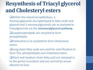 Resynthesis of Triacyl glycerol
and Cholesteryl esters
 Within the intestinal epithelium, 1-
 monoacyglycerols are hydrol...