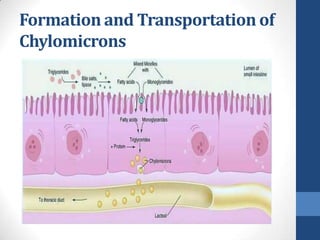 Formation and Transportation of
Chylomicrons
 