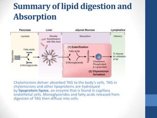 Summary of lipid digestion and
Absorption




Chylomicrons deliver absorbed TAG to the body's cells. TAG in
chylomicrons a...