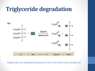 Triglyceride degradation




Triglycerides are degraded by lipases to form free fatty acids and glycerol
 