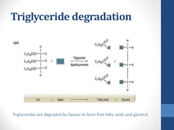 how egg break and Absorption LIpids of Digestion how egg break and Absorption LIpids of Digestion