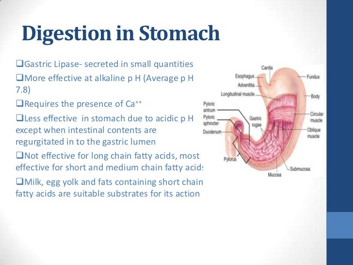 Digestion and Absorption of LIpids