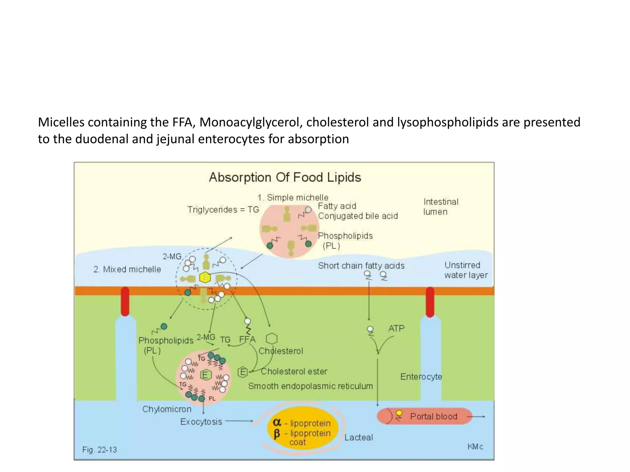 Micelles containing the FFA, Monoacylglycerol, cholesterol and lysophospholipids are presented
to the duodenal and jejunal enterocytes for absorption
 