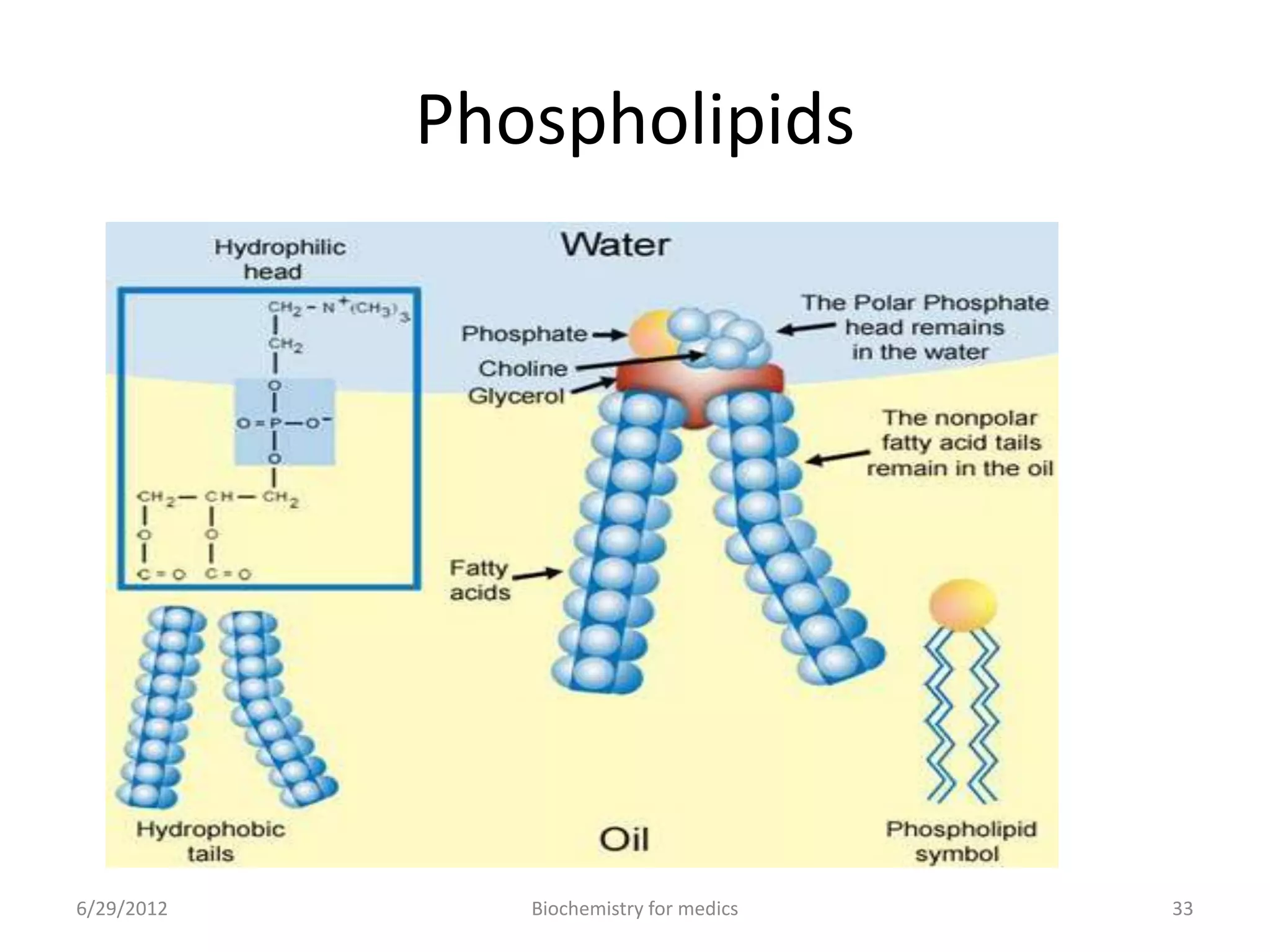 Phospholipids
33Biochemistry for medics6/29/2012
 