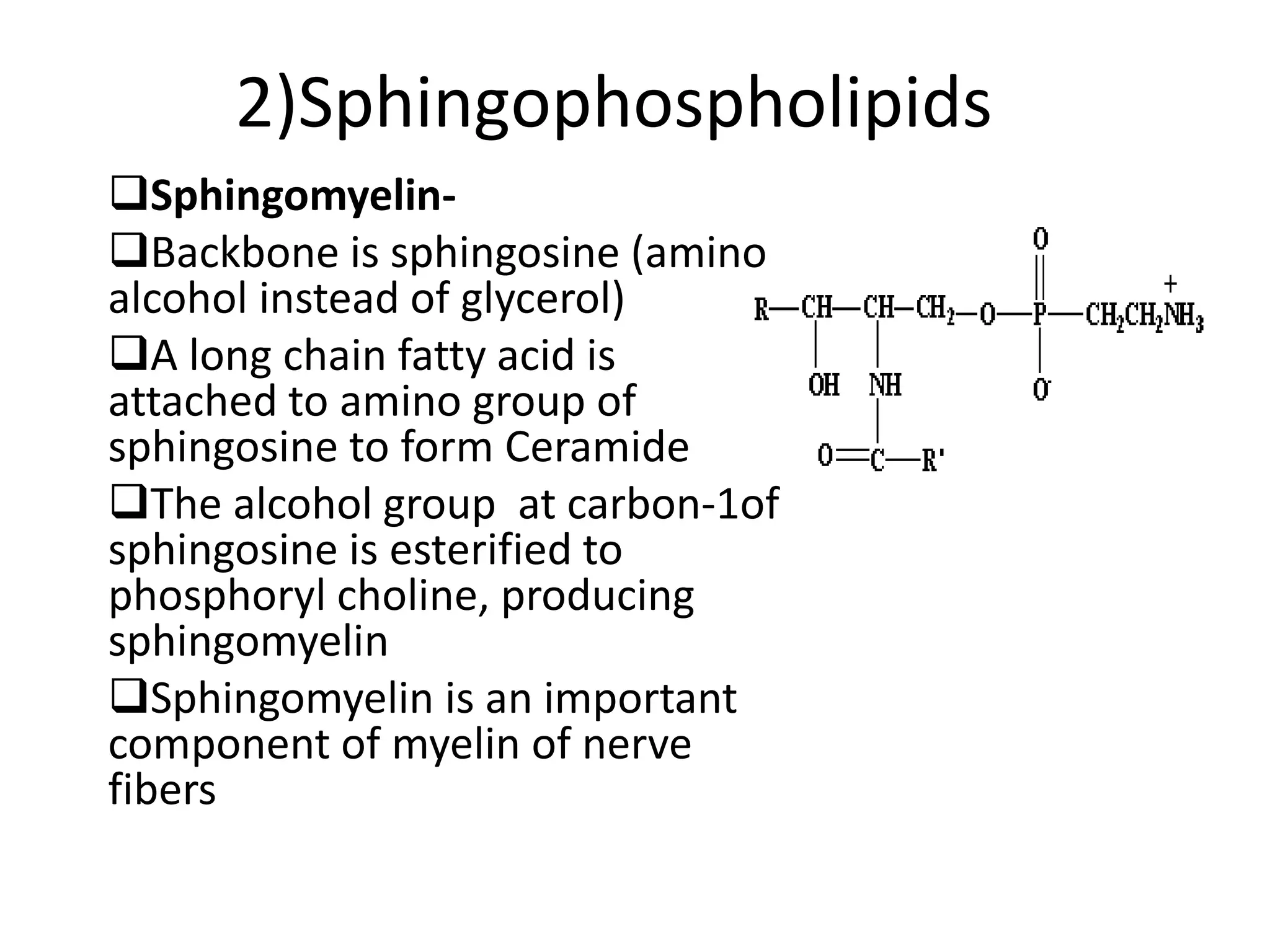 2)Sphingophospholipids
Sphingomyelin-
Backbone is sphingosine (amino
alcohol instead of glycerol)
A long chain fatty acid is
attached to amino group of
sphingosine to form Ceramide
The alcohol group at carbon-1of
sphingosine is esterified to
phosphoryl choline, producing
sphingomyelin
Sphingomyelin is an important
component of myelin of nerve
fibers
 