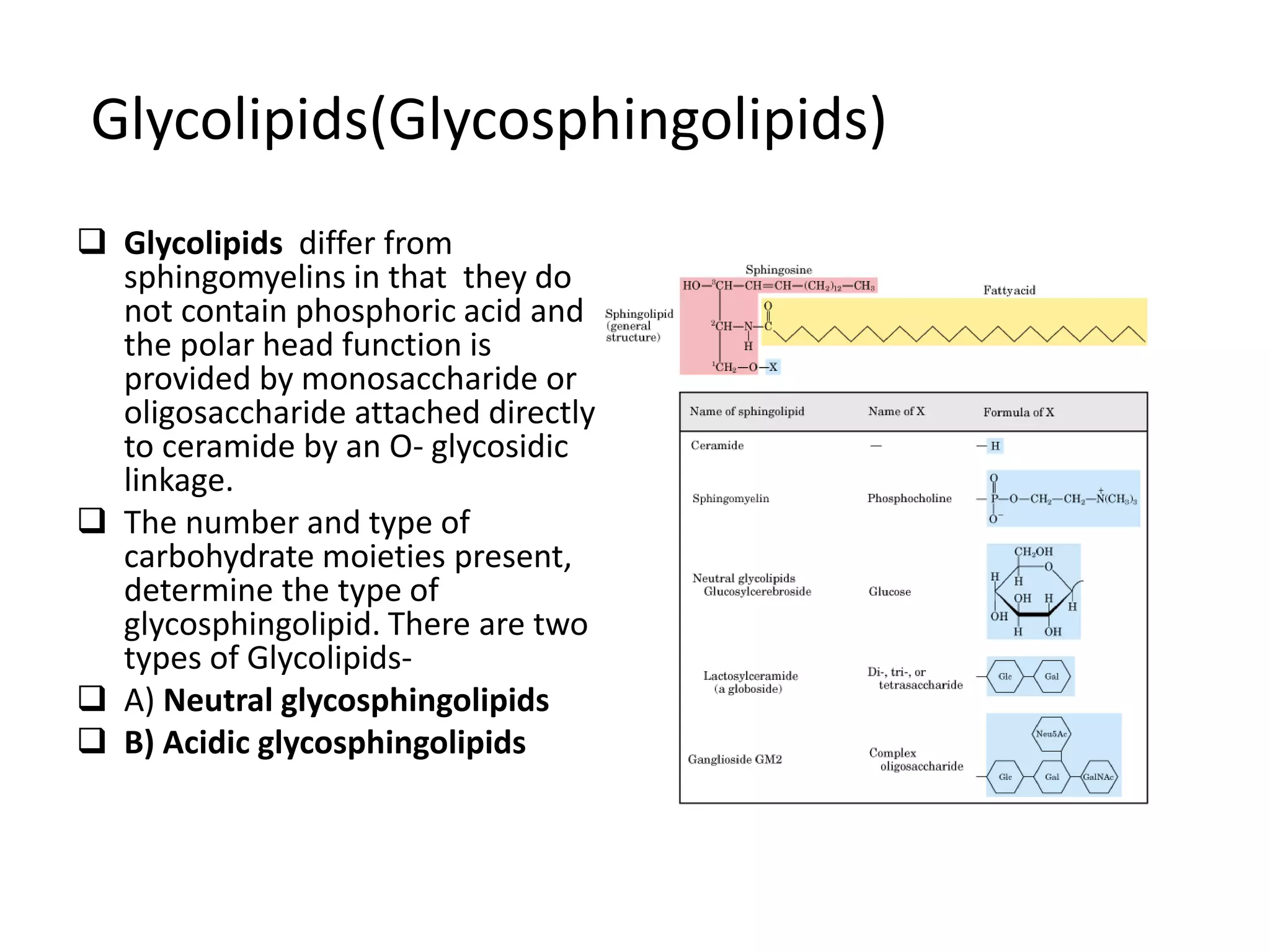 Glycolipids(Glycosphingolipids)
 Glycolipids differ from
sphingomyelins in that they do
not contain phosphoric acid and
the polar head function is
provided by monosaccharide or
oligosaccharide attached directly
to ceramide by an O- glycosidic
linkage.
 The number and type of
carbohydrate moieties present,
determine the type of
glycosphingolipid. There are two
types of Glycolipids-
 A) Neutral glycosphingolipids
 B) Acidic glycosphingolipids
 