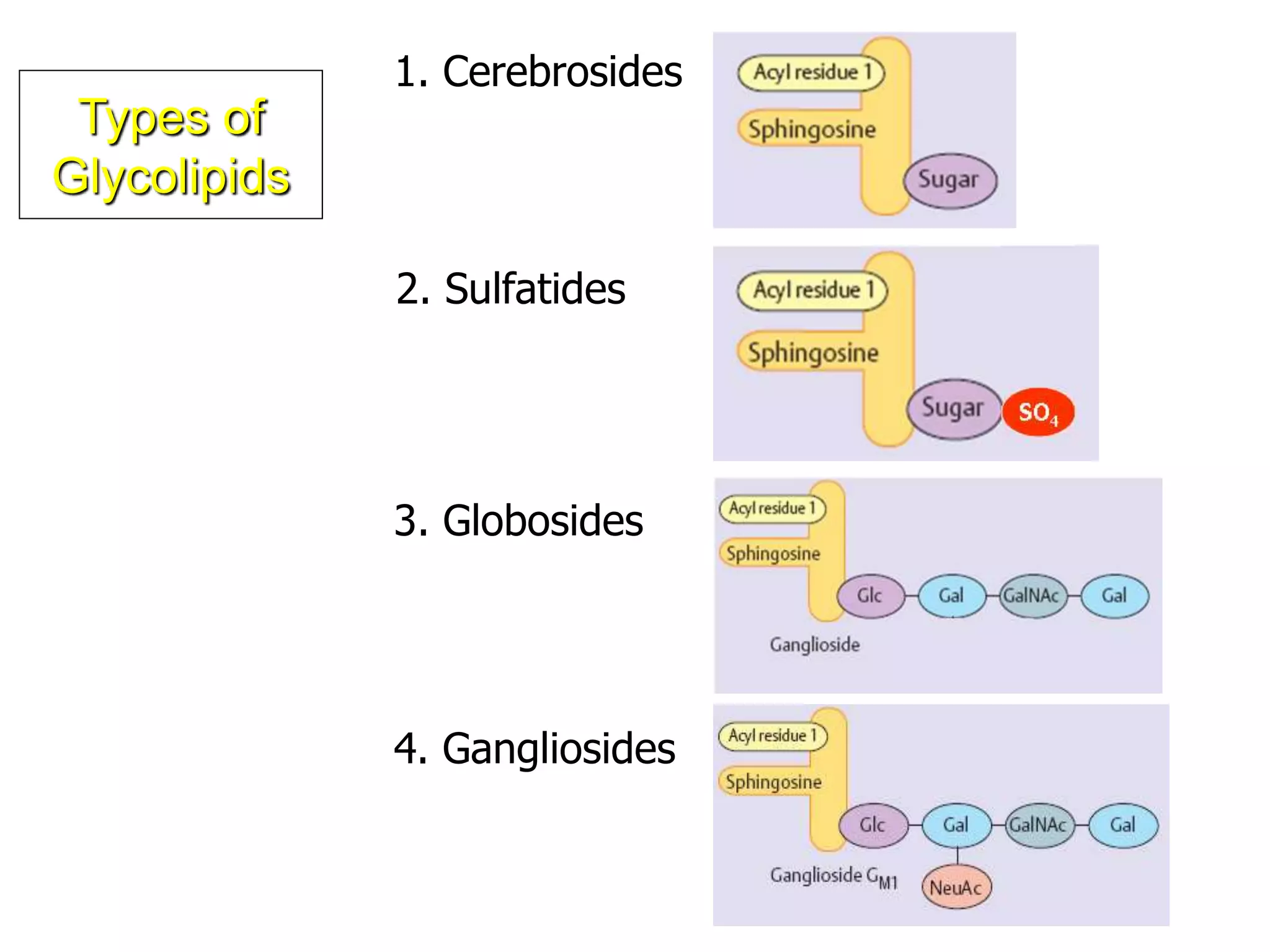 1. Cerebrosides
2. Sulfatides
3. Globosides
4. Gangliosides
Types of
Glycolipids
 