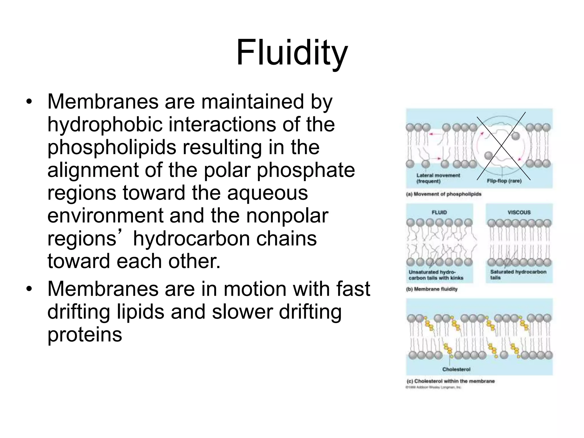 Fluidity
• Membranes are maintained by
hydrophobic interactions of the
phospholipids resulting in the
alignment of the polar phosphate
regions toward the aqueous
environment and the nonpolar
regions’ hydrocarbon chains
toward each other.
• Membranes are in motion with fast
drifting lipids and slower drifting
proteins
 