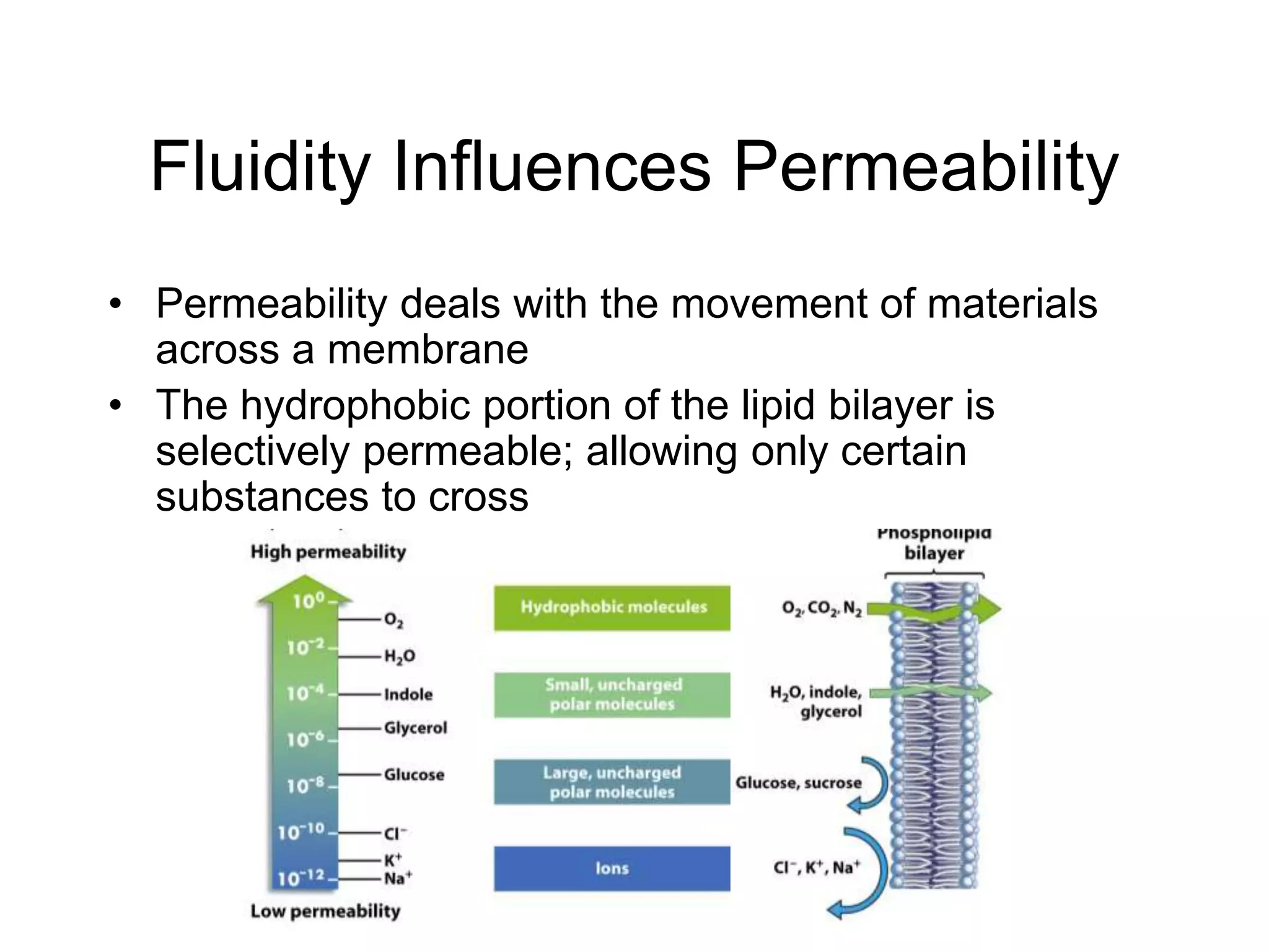 Fluidity Influences Permeability
• Permeability deals with the movement of materials
across a membrane
• The hydrophobic portion of the lipid bilayer is
selectively permeable; allowing only certain
substances to cross
 