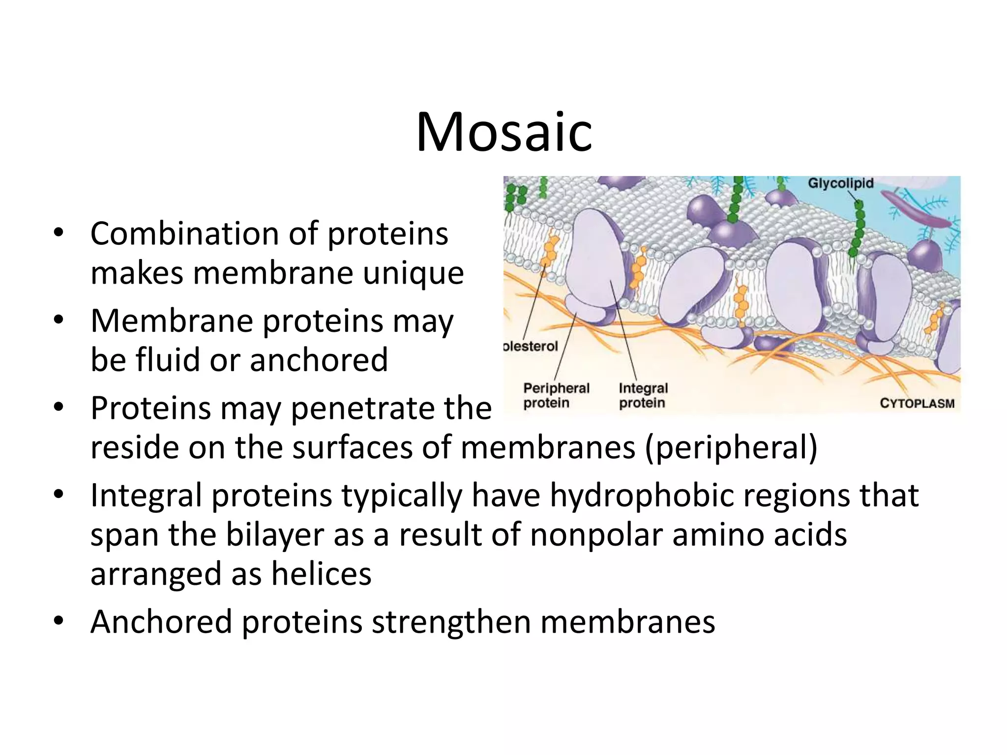 Mosaic
• Combination of proteins
makes membrane unique
• Membrane proteins may
be fluid or anchored
• Proteins may penetrate the bilayer fully (integral) or
reside on the surfaces of membranes (peripheral)
• Integral proteins typically have hydrophobic regions that
span the bilayer as a result of nonpolar amino acids
arranged as helices
• Anchored proteins strengthen membranes
 