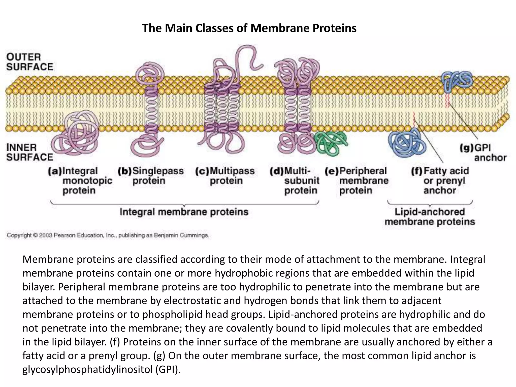 The Main Classes of Membrane Proteins
Membrane proteins are classified according to their mode of attachment to the membrane. Integral
membrane proteins contain one or more hydrophobic regions that are embedded within the lipid
bilayer. Peripheral membrane proteins are too hydrophilic to penetrate into the membrane but are
attached to the membrane by electrostatic and hydrogen bonds that link them to adjacent
membrane proteins or to phospholipid head groups. Lipid-anchored proteins are hydrophilic and do
not penetrate into the membrane; they are covalently bound to lipid molecules that are embedded
in the lipid bilayer. (f) Proteins on the inner surface of the membrane are usually anchored by either a
fatty acid or a prenyl group. (g) On the outer membrane surface, the most common lipid anchor is
glycosylphosphatidylinositol (GPI).
 