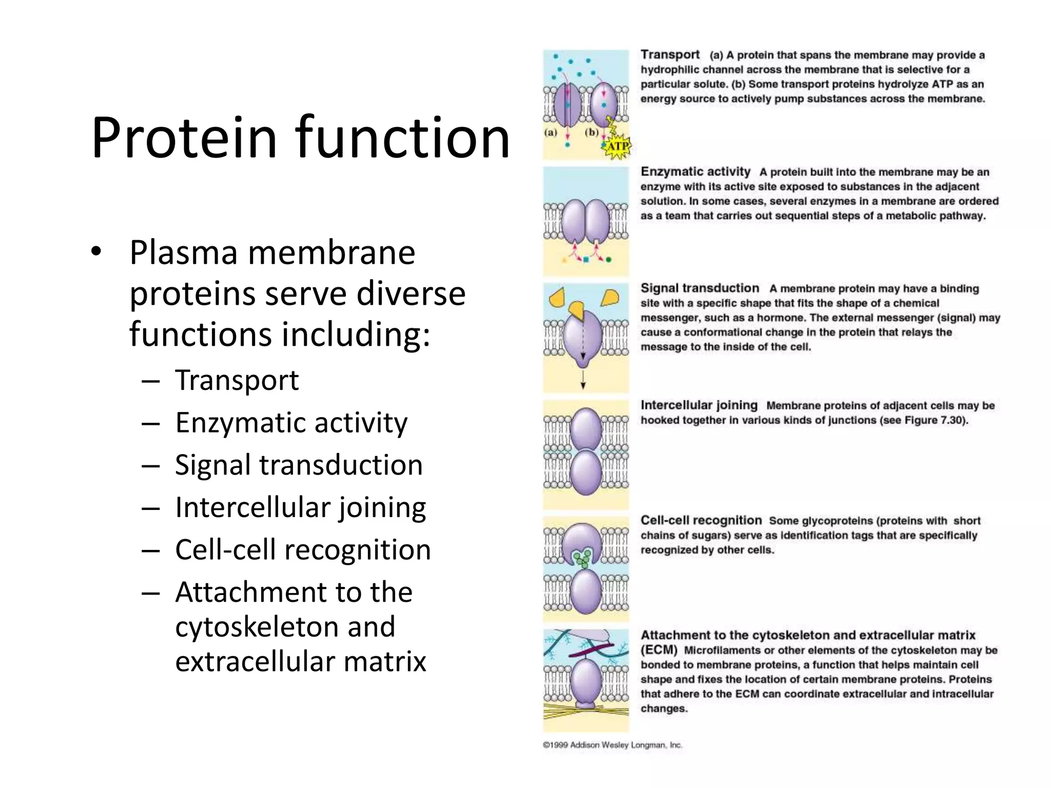 Protein function
• Plasma membrane
proteins serve diverse
functions including:
– Transport
– Enzymatic activity
– Signal transduction
– Intercellular joining
– Cell-cell recognition
– Attachment to the
cytoskeleton and
extracellular matrix
 