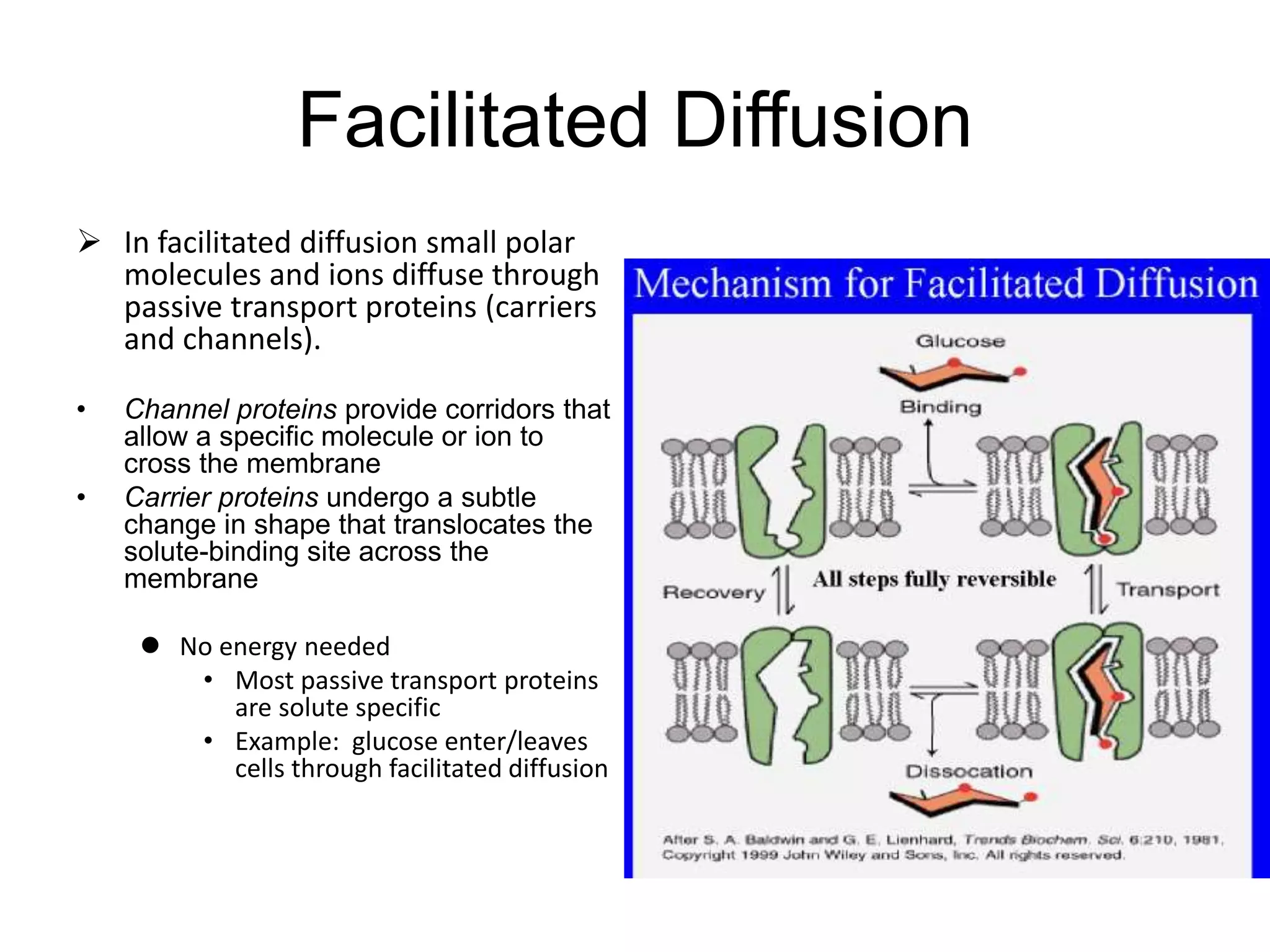 Facilitated Diffusion
 In facilitated diffusion small polar
molecules and ions diffuse through
passive transport proteins (carriers
and channels).
• Channel proteins provide corridors that
allow a specific molecule or ion to
cross the membrane
• Carrier proteins undergo a subtle
change in shape that translocates the
solute-binding site across the
membrane
 No energy needed
• Most passive transport proteins
are solute specific
• Example: glucose enter/leaves
cells through facilitated diffusion
 
