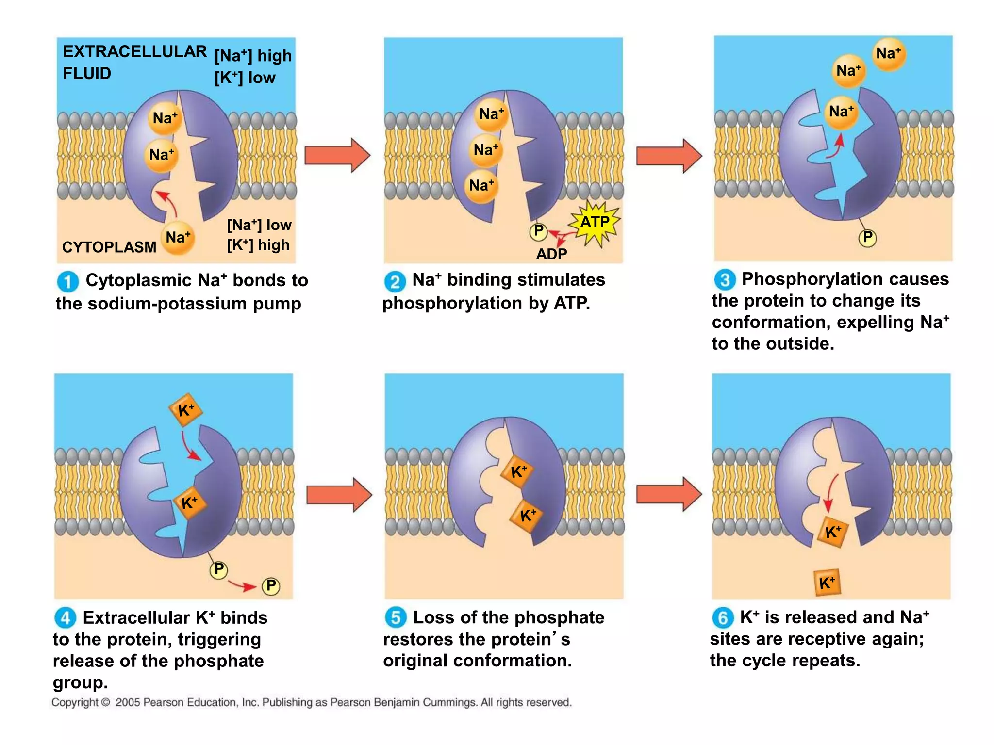 Cytoplasmic Na+ bonds to
the sodium-potassium pump
CYTOPLASM
Na+
[Na+] low
[K+] high
Na+
Na+
EXTRACELLULAR
FLUID
[Na+] high
[K+] low
Na+
Na+
Na+
ATP
ADP
P
Na+ binding stimulates
phosphorylation by ATP.
Na+
Na+
Na+
Phosphorylation causes
the protein to change its
conformation, expelling Na+
to the outside.
P
Extracellular K+ binds
to the protein, triggering
release of the phosphate
group.
P
P
Loss of the phosphate
restores the protein’s
original conformation.
K+ is released and Na+
sites are receptive again;
the cycle repeats.
 