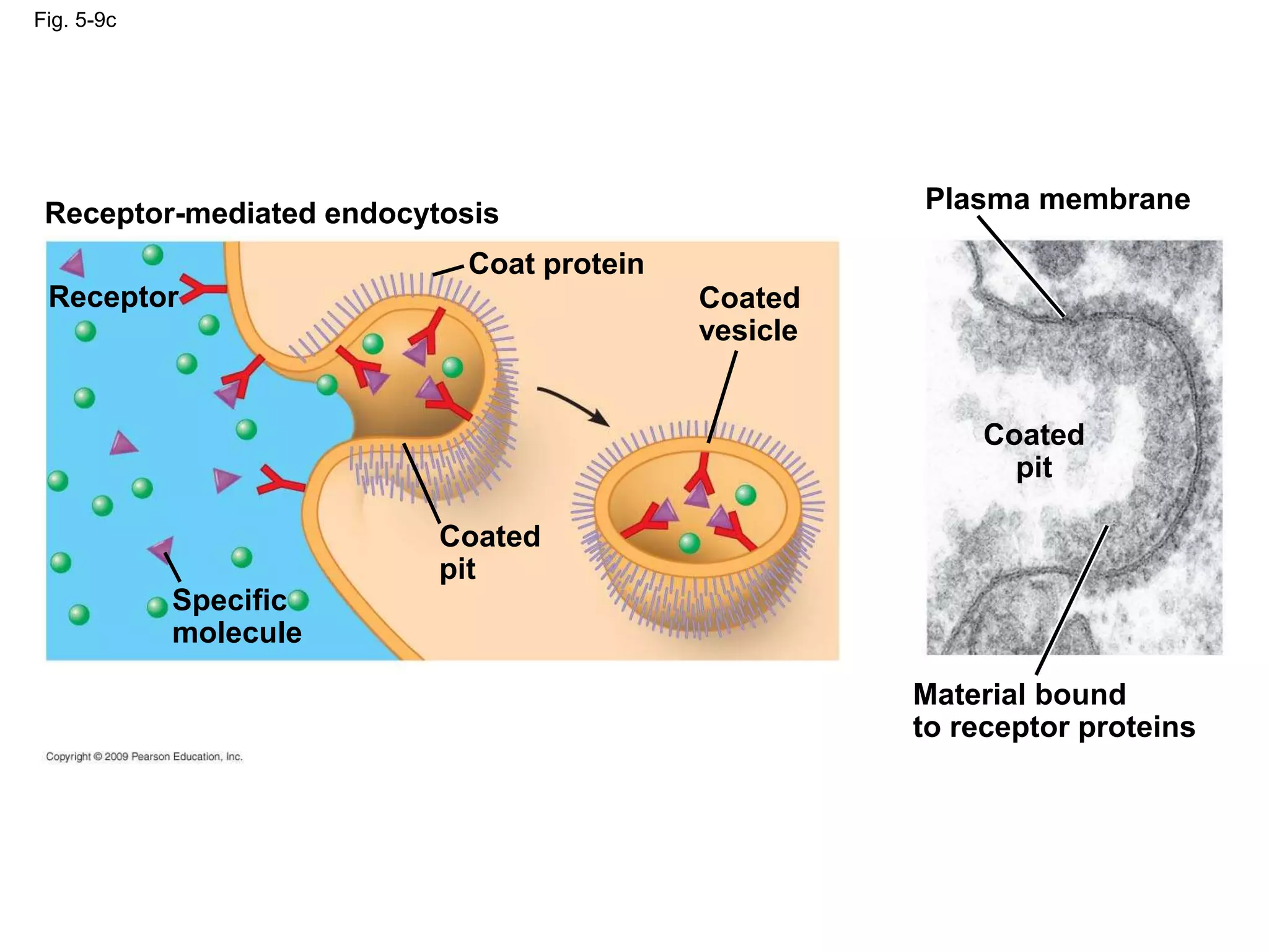 Fig. 5-9c
Coated
vesicle
Coated
pit
Specific
molecule
Receptor-mediated endocytosis
Coat protein
Receptor
Coated
pit
Material bound
to receptor proteins
Plasma membrane
 