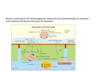 Micelles containing the FFA, Monoacylglycerol, cholesterol and lysophospholipids are presented
to the duodenal and jejunal enterocytes for absorption
 