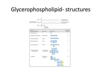 Glycerophospholipid- structures
 