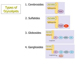 1. Cerebrosides
2. Sulfatides
3. Globosides
4. Gangliosides
Types of
Glycolipids
 