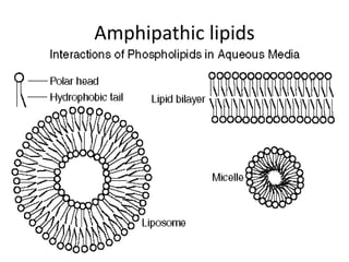Amphipathic lipids
 