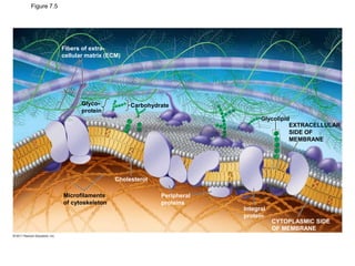 Figure 7.5
Glyco-
protein
Carbohydrate
Glycolipid
Microfilaments
of cytoskeleton
EXTRACELLULAR
SIDE OF
MEMBRANE
CYTOPLASMIC SIDE
OF MEMBRANE
Integral
protein
Peripheral
proteins
Cholesterol
Fibers of extra-
cellular matrix (ECM)
 