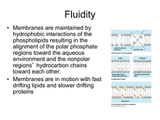 Fluidity
• Membranes are maintained by
hydrophobic interactions of the
phospholipids resulting in the
alignment of the polar phosphate
regions toward the aqueous
environment and the nonpolar
regions’ hydrocarbon chains
toward each other.
• Membranes are in motion with fast
drifting lipids and slower drifting
proteins
 