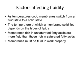 Factors affecting fluidity
• As temperatures cool, membranes switch from a
fluid state to a solid state
• The temperature at which a membrane solidifies
depends on the types of lipids
• Membranes rich in unsaturated fatty acids are
more fluid than those rich in saturated fatty acids
• Membranes must be fluid to work properly
 