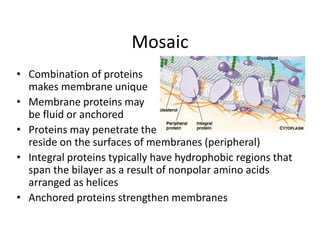 Mosaic
• Combination of proteins
makes membrane unique
• Membrane proteins may
be fluid or anchored
• Proteins may penetrate the bilayer fully (integral) or
reside on the surfaces of membranes (peripheral)
• Integral proteins typically have hydrophobic regions that
span the bilayer as a result of nonpolar amino acids
arranged as helices
• Anchored proteins strengthen membranes
 
