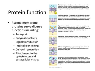 Protein function
• Plasma membrane
proteins serve diverse
functions including:
– Transport
– Enzymatic activity
– Signal transduction
– Intercellular joining
– Cell-cell recognition
– Attachment to the
cytoskeleton and
extracellular matrix
 