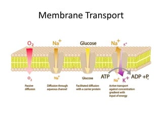 Membrane Transport
 