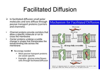 Facilitated Diffusion
 In facilitated diffusion small polar
molecules and ions diffuse through
passive transport proteins (carriers
and channels).
• Channel proteins provide corridors that
allow a specific molecule or ion to
cross the membrane
• Carrier proteins undergo a subtle
change in shape that translocates the
solute-binding site across the
membrane
 No energy needed
• Most passive transport proteins
are solute specific
• Example: glucose enter/leaves
cells through facilitated diffusion
 
