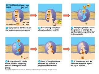 Cytoplasmic Na+ bonds to
the sodium-potassium pump
CYTOPLASM
Na+
[Na+] low
[K+] high
Na+
Na+
EXTRACELLULAR
FLUID
[Na+] high
[K+] low
Na+
Na+
Na+
ATP
ADP
P
Na+ binding stimulates
phosphorylation by ATP.
Na+
Na+
Na+
Phosphorylation causes
the protein to change its
conformation, expelling Na+
to the outside.
P
Extracellular K+ binds
to the protein, triggering
release of the phosphate
group.
P
P
Loss of the phosphate
restores the protein’s
original conformation.
K+ is released and Na+
sites are receptive again;
the cycle repeats.
 