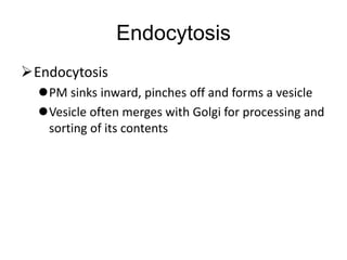 Endocytosis
Endocytosis
PM sinks inward, pinches off and forms a vesicle
Vesicle often merges with Golgi for processing and
sorting of its contents
 