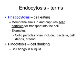 Endocytosis - terms
• Phagocytosis – cell eating
– Membrane sinks in and captures solid
particles for transport into the cell
– Examples:
• Solid particles often include: bacteria, cell
debris, or food
• Pinocytosis – cell drinking
– Cell brings in a liquid
 