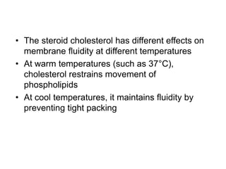 • The steroid cholesterol has different effects on
membrane fluidity at different temperatures
• At warm temperatures (such as 37°C),
cholesterol restrains movement of
phospholipids
• At cool temperatures, it maintains fluidity by
preventing tight packing
 