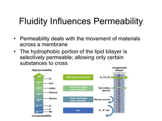 Fluidity Influences Permeability
• Permeability deals with the movement of materials
across a membrane
• The hydrophobic portion of the lipid bilayer is
selectively permeable; allowing only certain
substances to cross
 