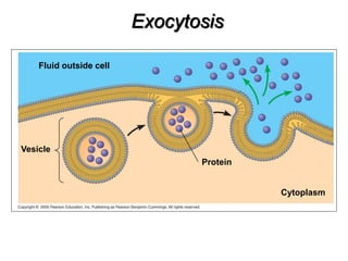 Vesicle
Fluid outside cell
Protein
Cytoplasm
Exocytosis
 