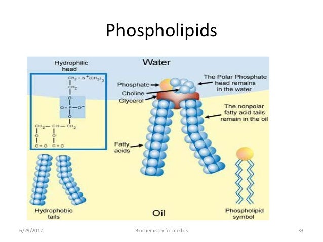 Lipid200 Structure And Function