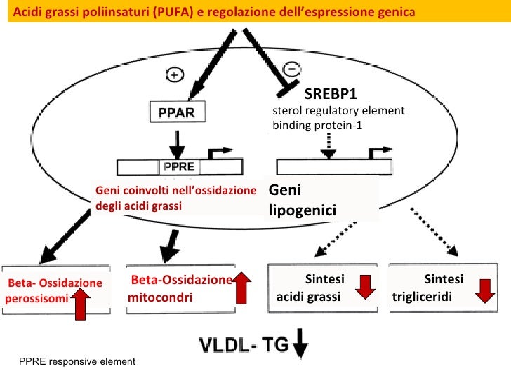 Beta Ossidazione Degli Acidi Grassi