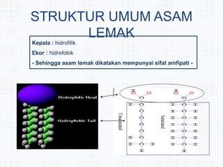 Kepala : hidrofilik
Ekor : hidrofobik
- Sehingga asam lemak dikatakan mempunyai sifat amfipati -
STRUKTUR UMUM ASAM
LEMAK
 