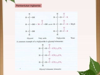 Pembentukan trigliserida
 