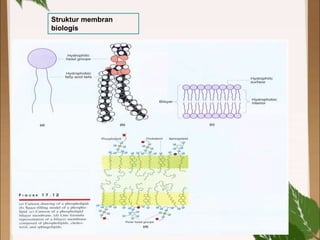 Struktur membran
biologis
 