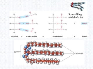 Space-filling
model of a fat
 