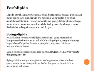 Fosfolipida
Lipida struktural terutama sekali berfungsi sebagai penyusun
membrana sel, dan lipida membrana yang paling banyak
adalah fosfolipida. Fosfolipida utama yang ditemukan sebagai
komponen membrana sel adalah fosfogliserida dengan asam
fosfatidat sebagai senyawa induknya
Spingolipida
Kelas kedua terbesar dari lipida structural yang merupakan
komponen dari membrana sel adalah spingolipida yang mempunyai
kepala bersifat polar dan ekor nonpolar, senyawa ini tidak
mengandung gliserol
Ada 3 subkelas dari spingolipid yaitu spingomielin, serebrosida
dan gangliosida.
Spingomielin mengandung fosfat sedangkan serebrosida dan
gangliosida tidak mengandung fosfat, banyak terdapat dalam
membrana sel syaraf
 