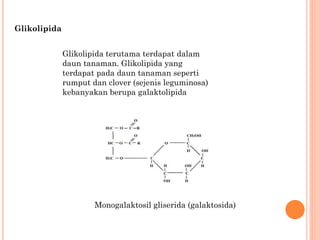 Glikolipida
Glikolipida terutama terdapat dalam
daun tanaman. Glikolipida yang
terdapat pada daun tanaman seperti
rumput dan clover (sejenis leguminosa)
kebanyakan berupa galaktolipida
Monogalaktosil gliserida (galaktosida)
 